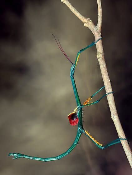 Archioptera manga Lots de 15 œufs