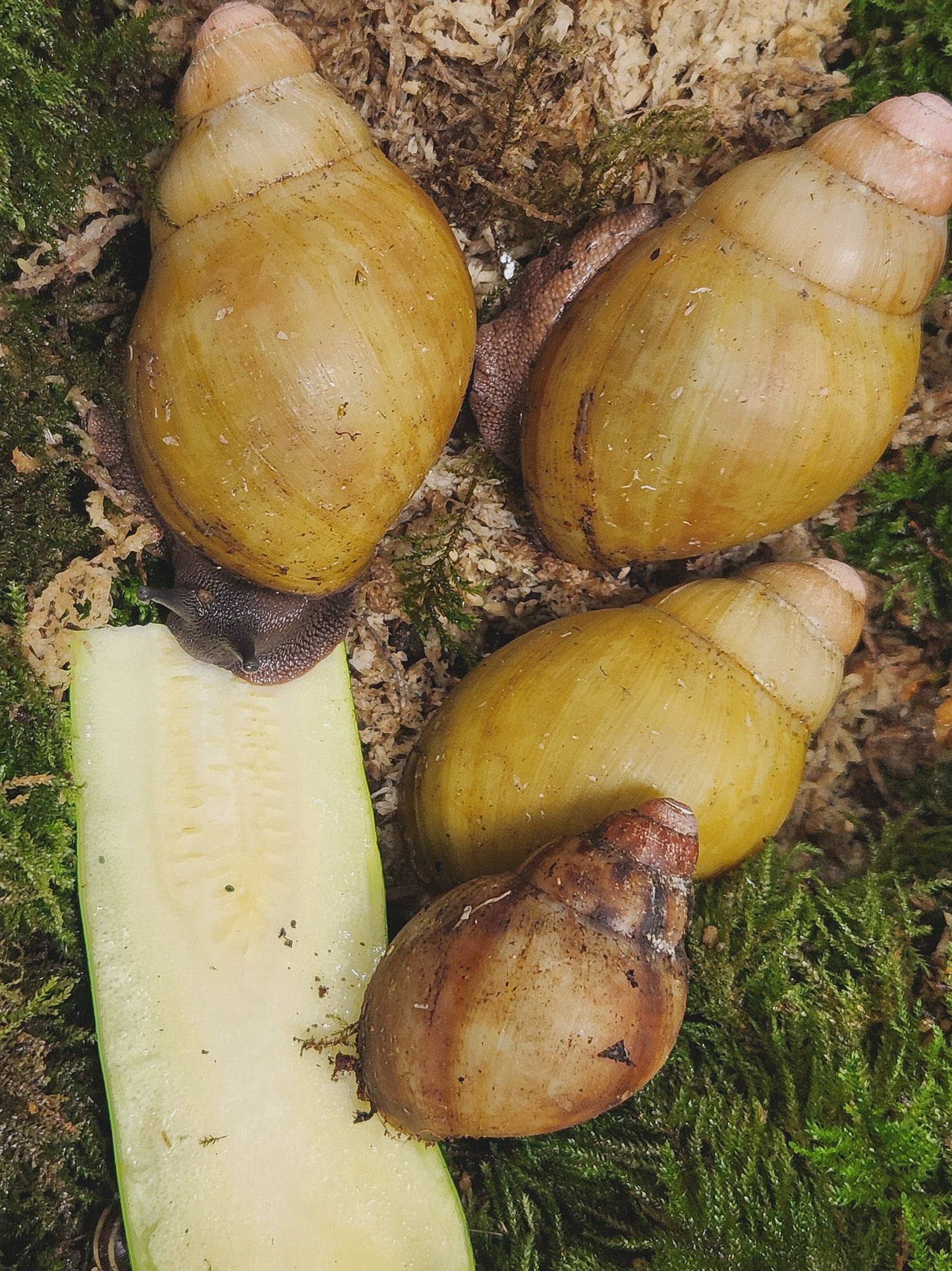 Archachatina marginata grevillei