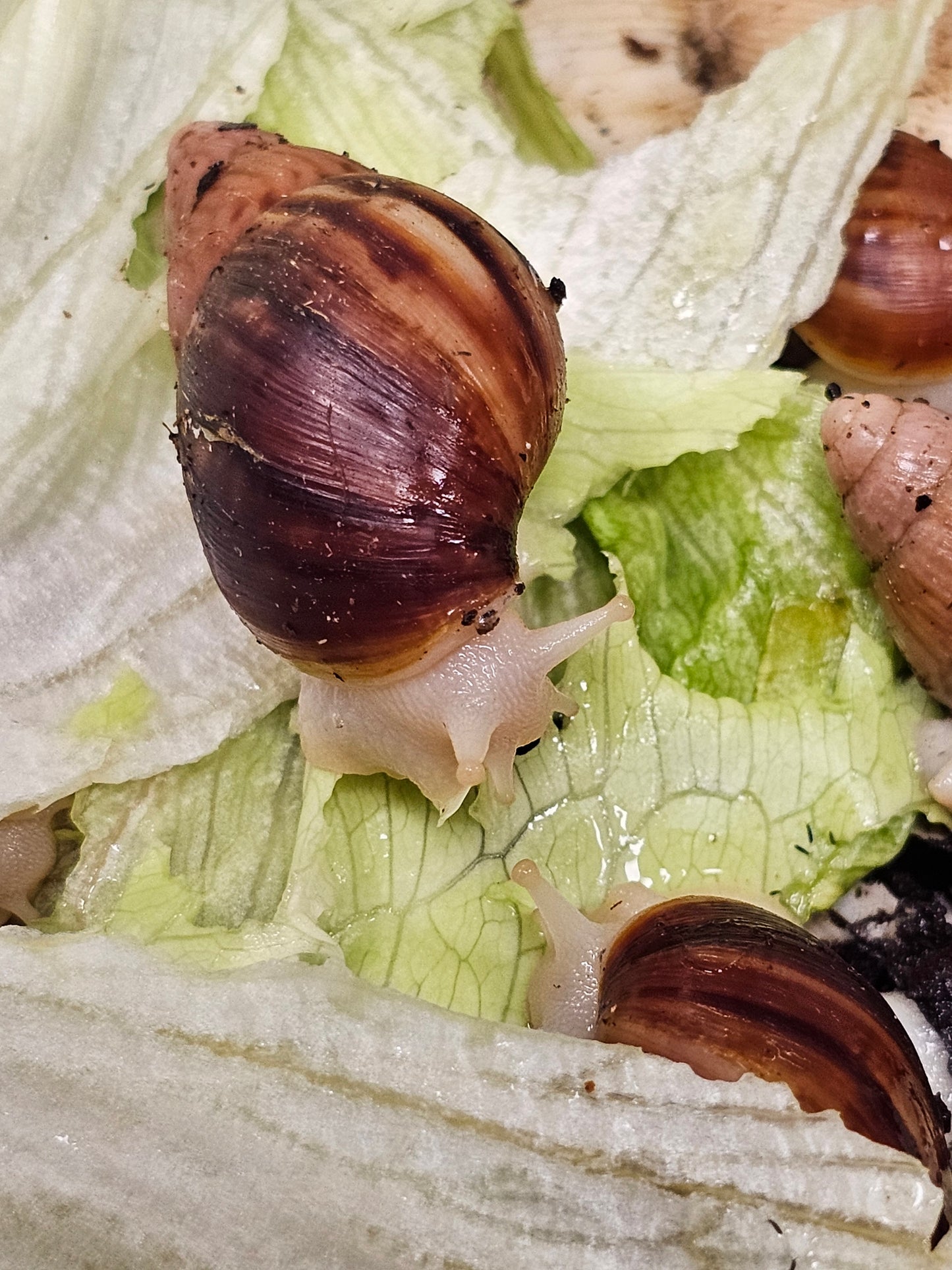 Lissachatina fulica white jade