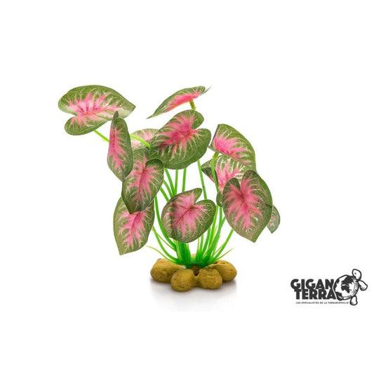 Plante sur pied