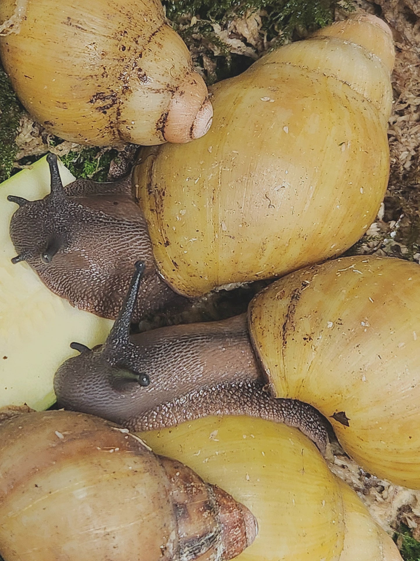 Archachatina marginata grevillei