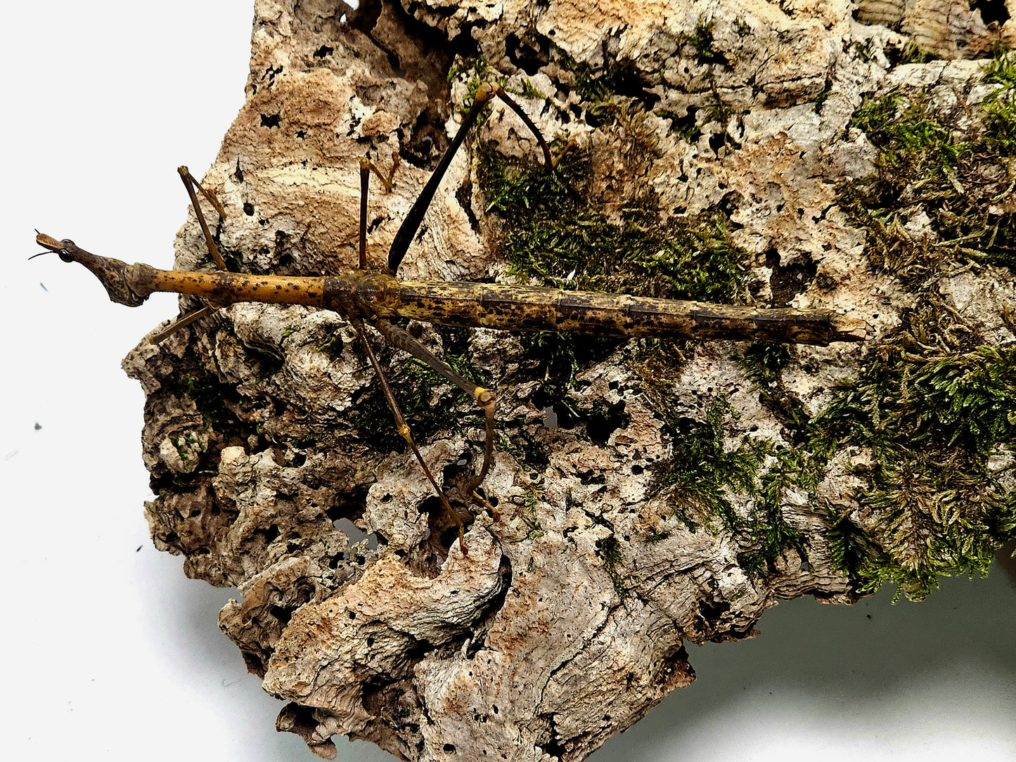 Pseudoproscopia latirostris Lots de 4