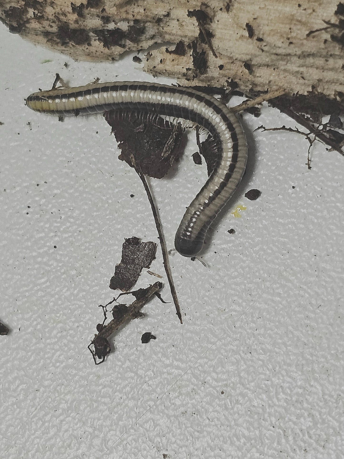 Spirostreptus sp Maui