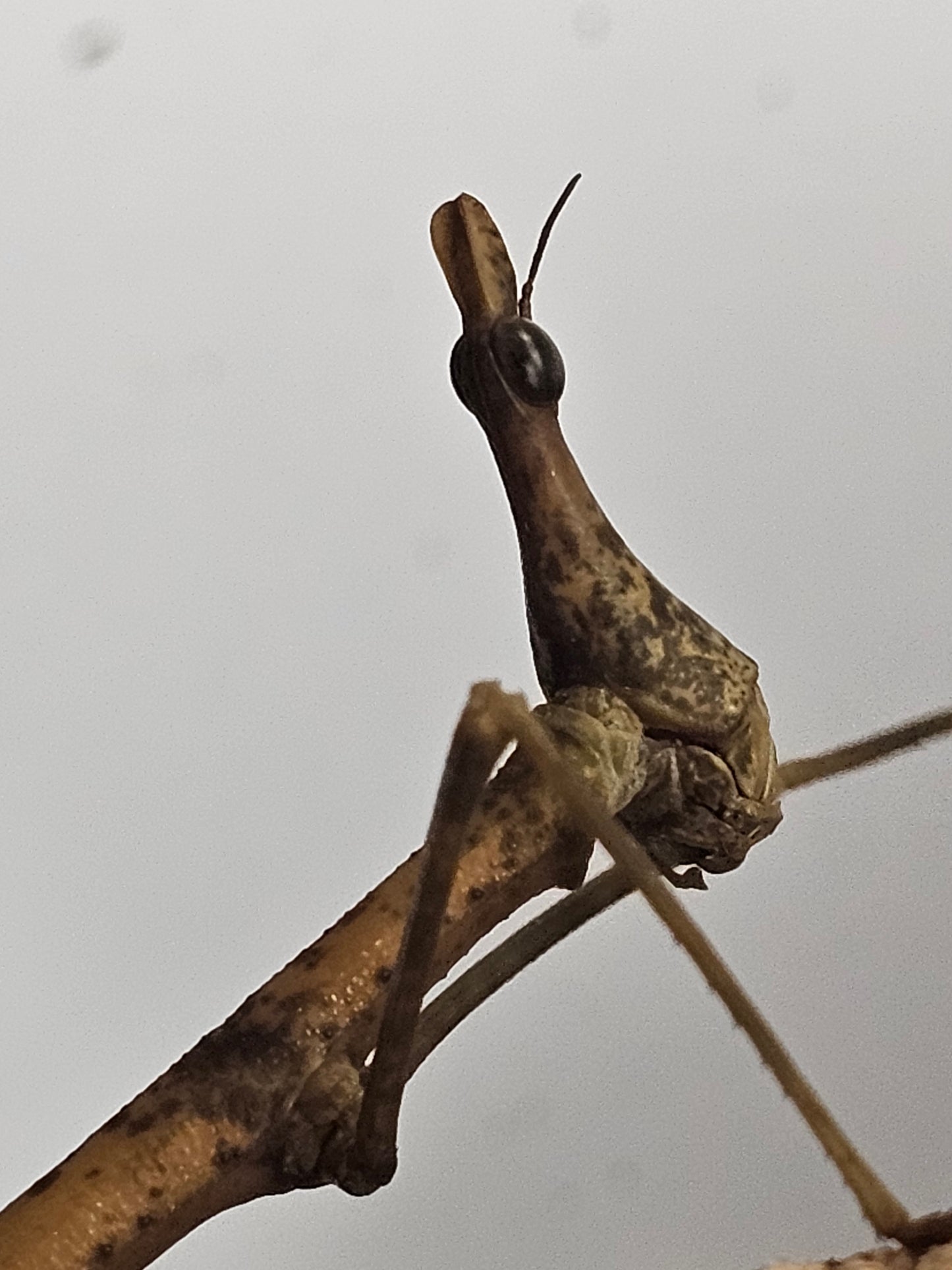 Pseudoproscopia latirostris Lots de 4