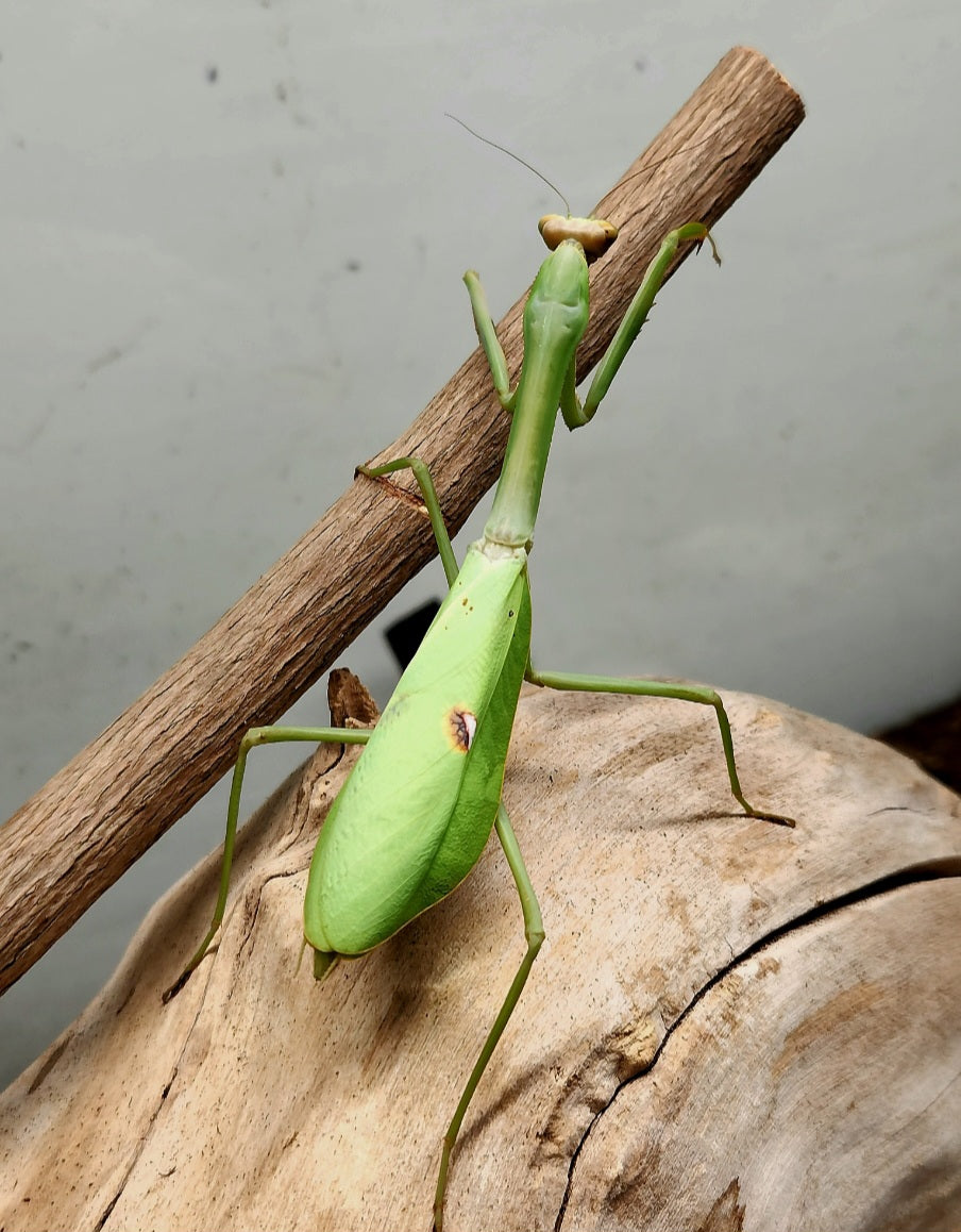 Stagmatoptera femoralis