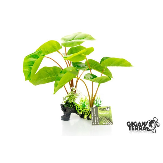 Philodendron Erubescens