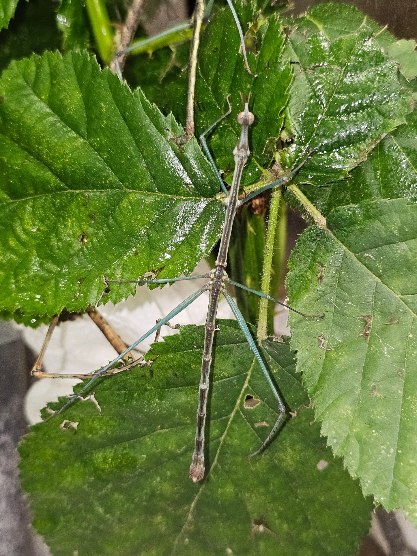 Pseudoproscopia scabra couple Sub