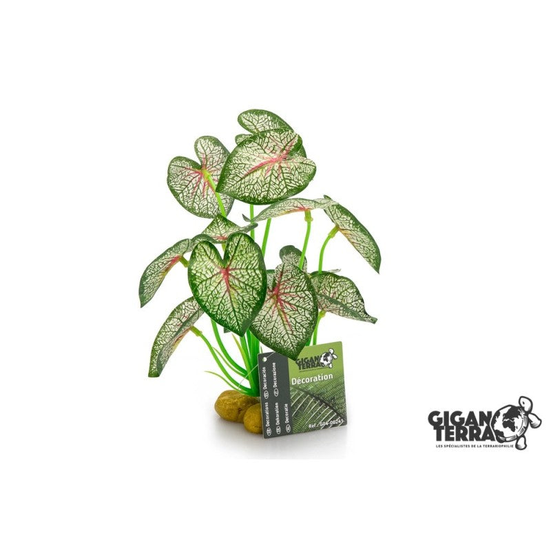 Plante sur pied