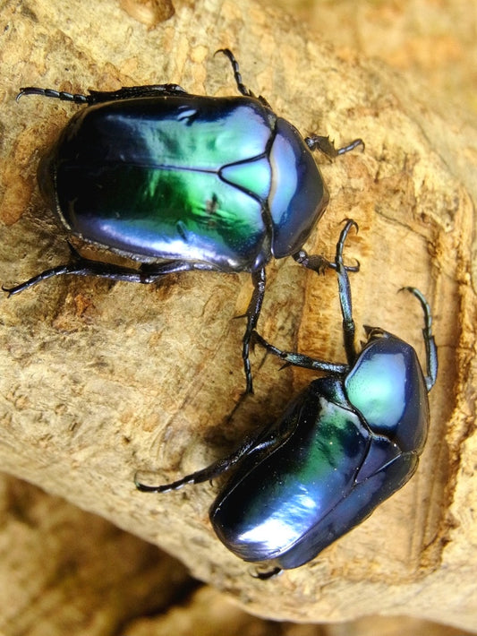 Protaetia speciosa cyanochlora