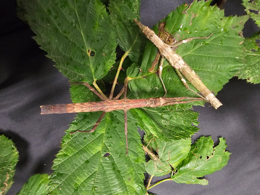 Dimorphodes sp Galela Lots de 4