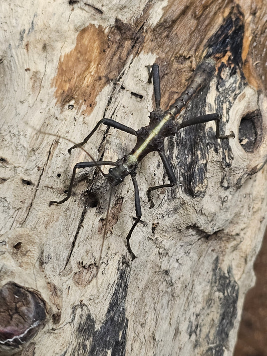 Aretaon sp Palawan