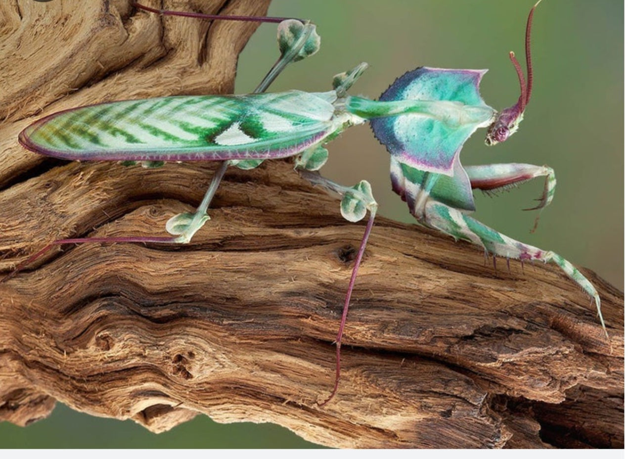 Idolomantis diabolica