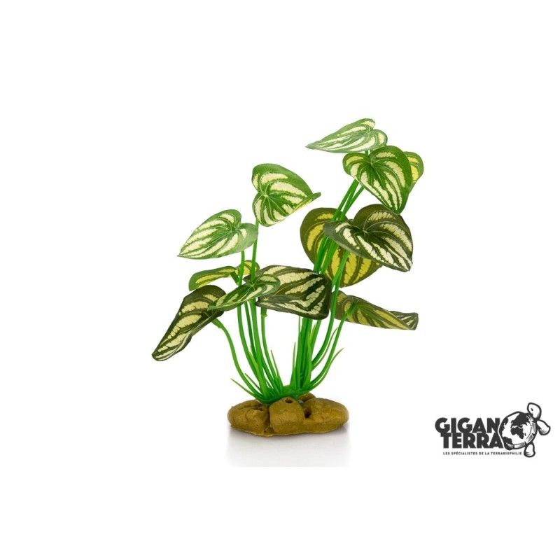 Plante sur pied