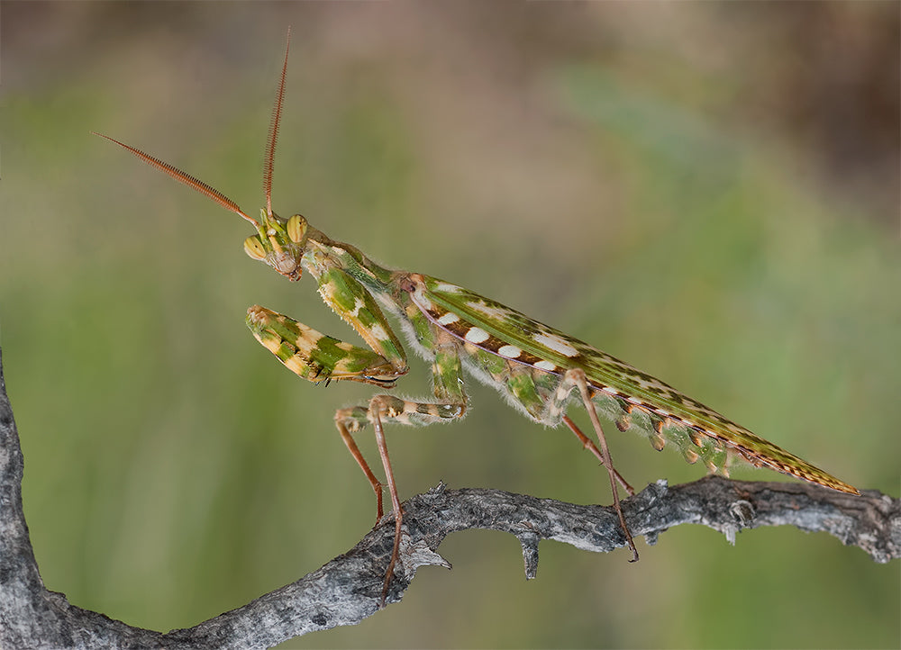Blepharopsis mendica
