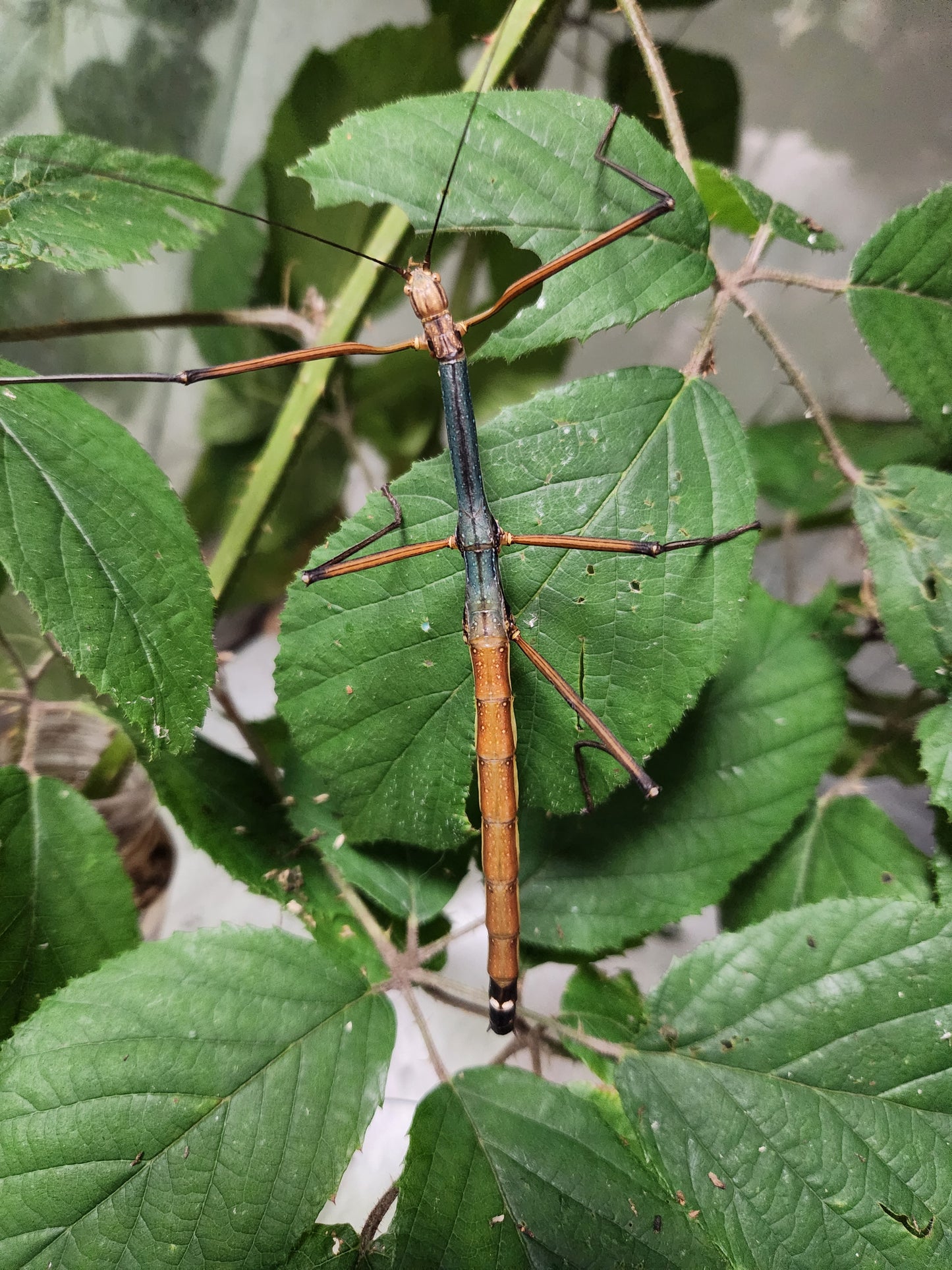 Lopaphus sp cuc phuong lots de 15 œufs