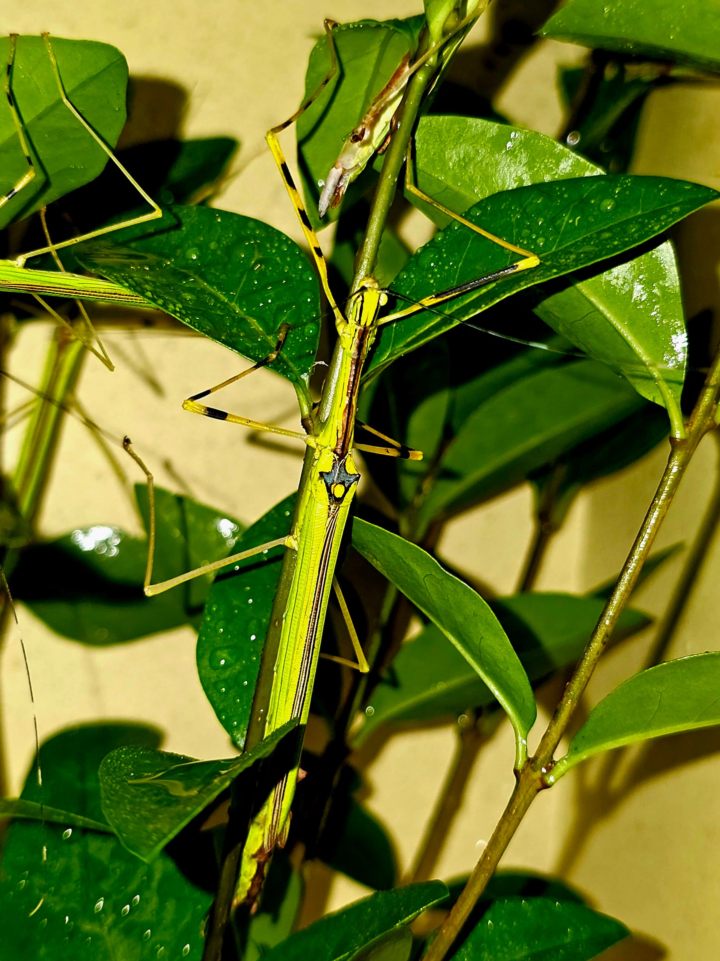 Necroscia annulipes lots de 4