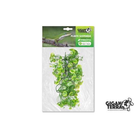 Hydrocotyle