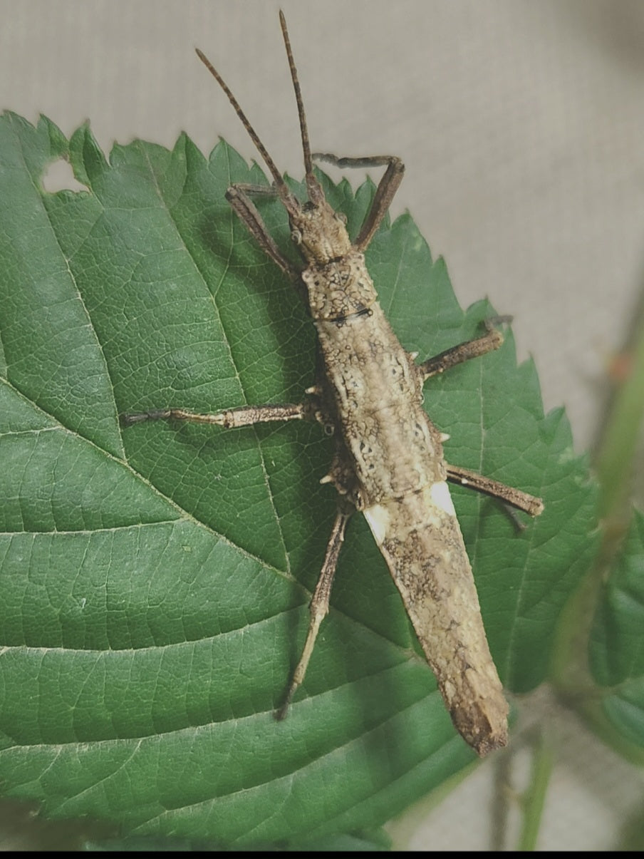 DARES PHILIPPINENSIS