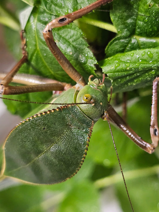 Siliquofera grandis