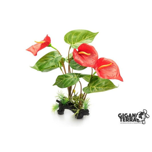Anthurium rouge