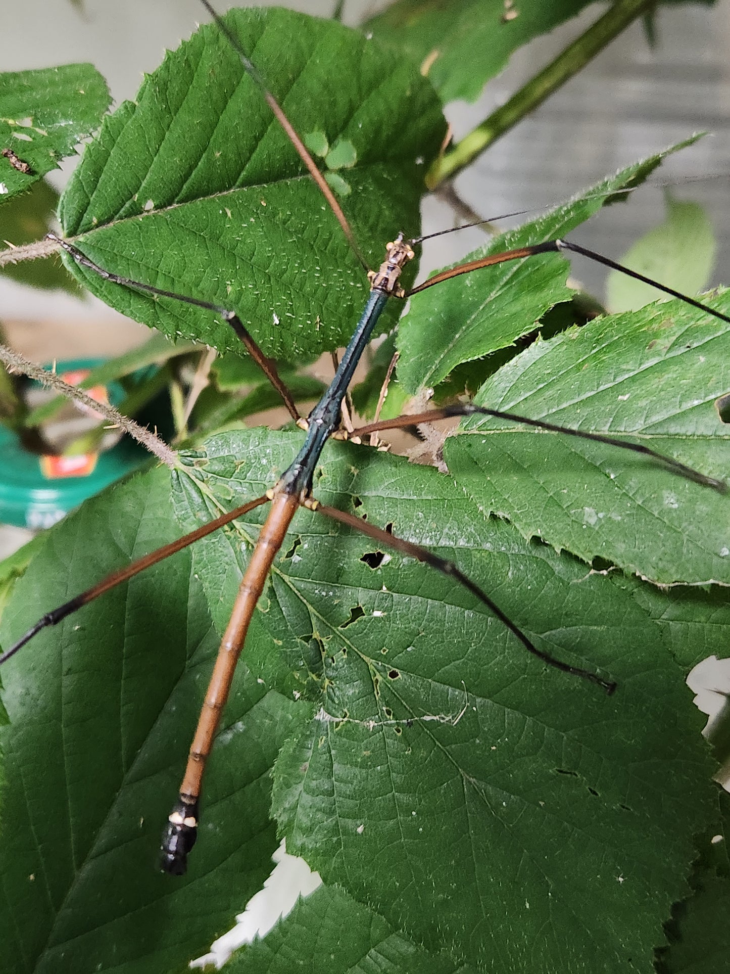 Lopaphus sp cuc phuong lots de 15 œufs