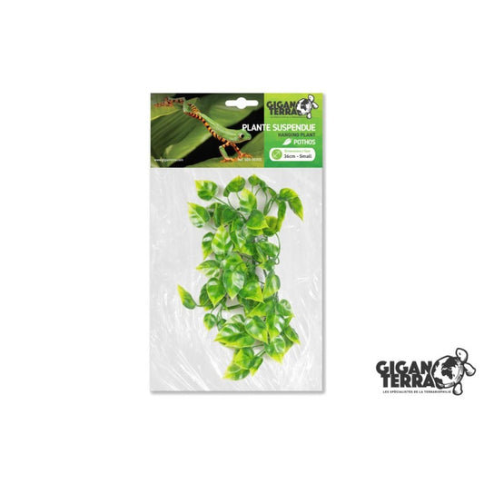 Pothos