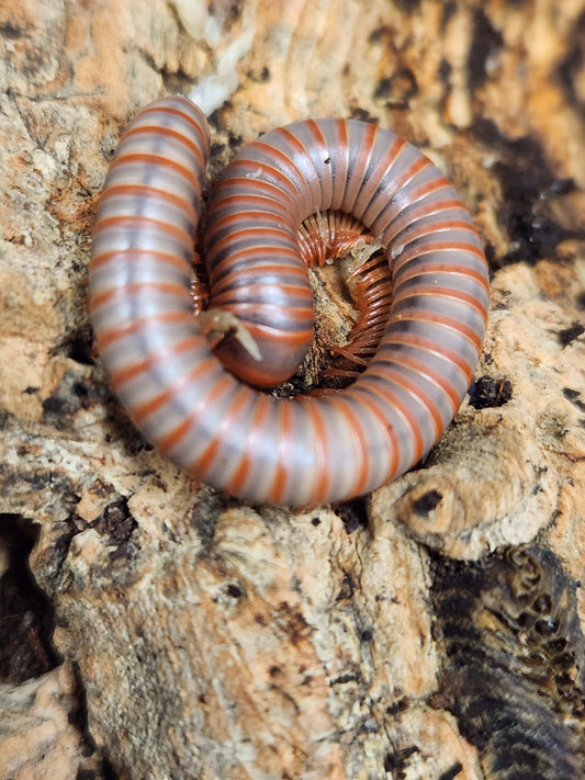 Atopochetus Red Satun