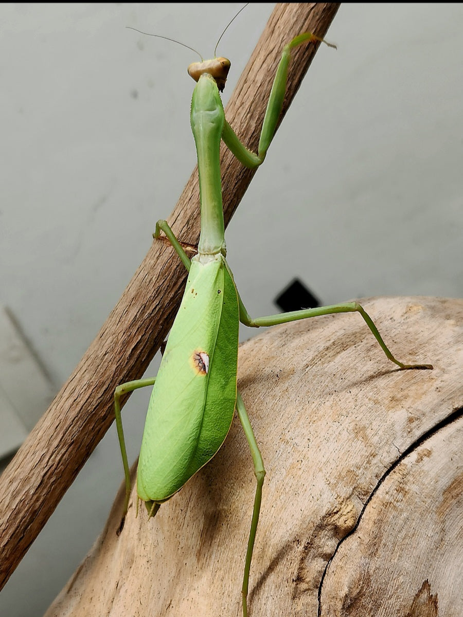 Stagmatoptera femoralis