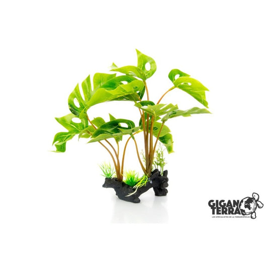 Philodendron Monstrera Deliciosa