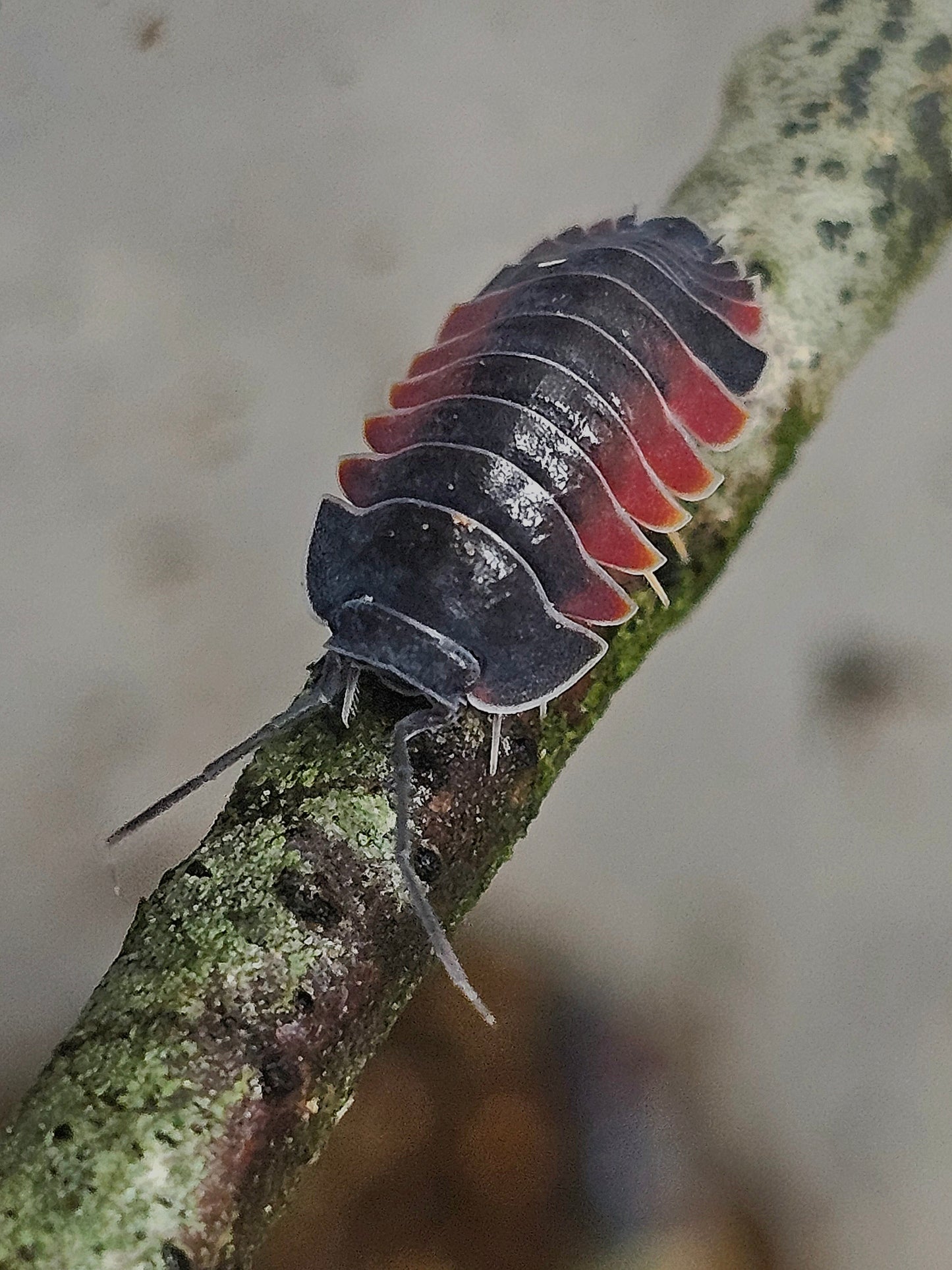 Merulanella sp lava