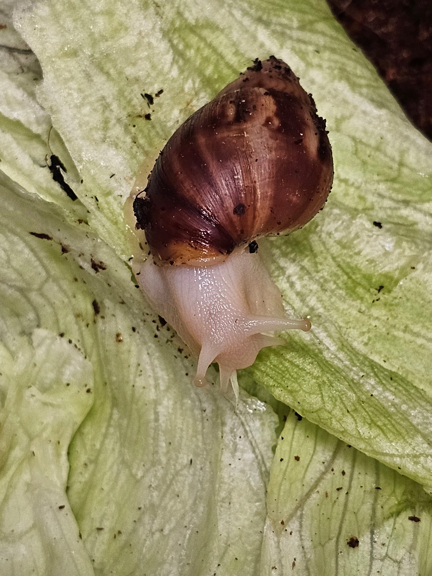 Lissachatina fulica white jade