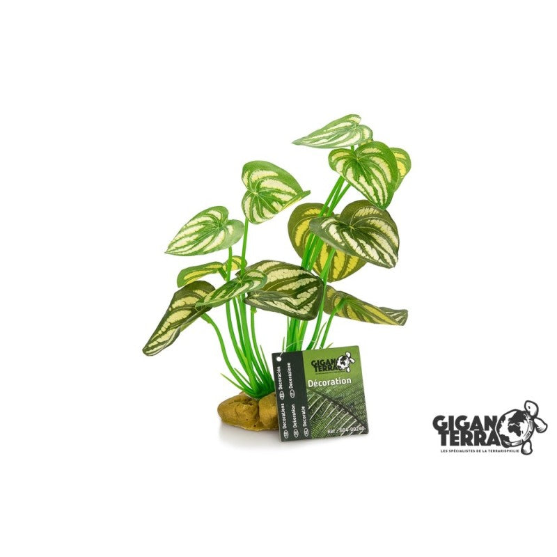 Plante sur pied