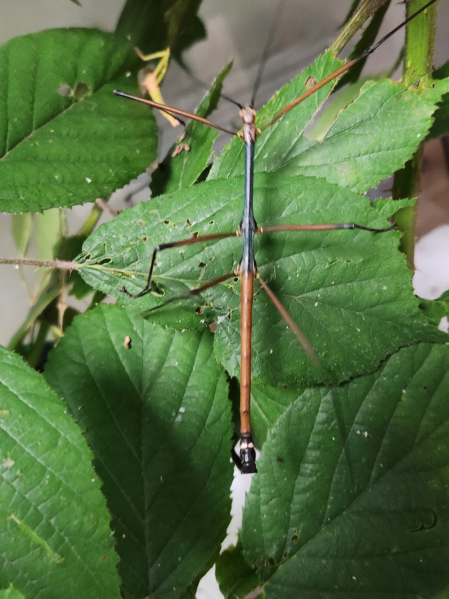 Lopaphus sp cuc phuong lots de 15 œufs