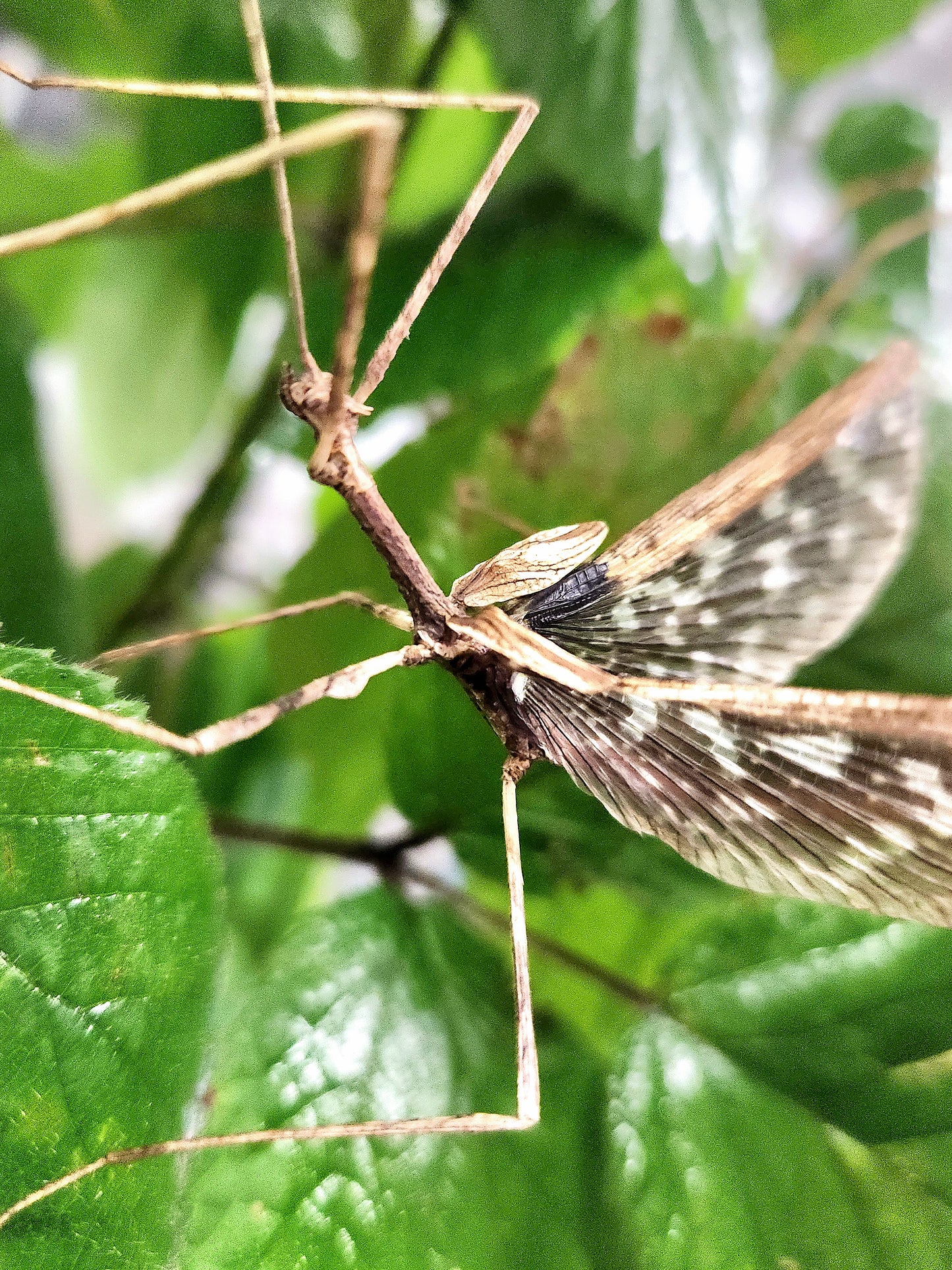 Onchestus rentzi Lots de 4