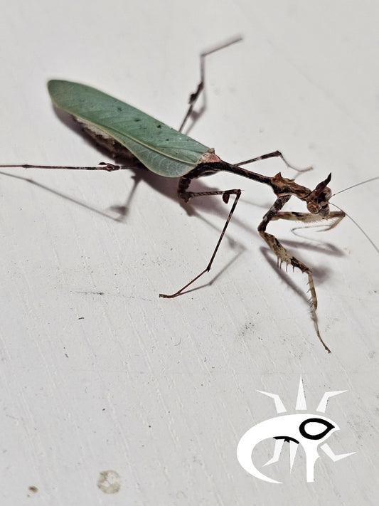 Sibylla pretiosa