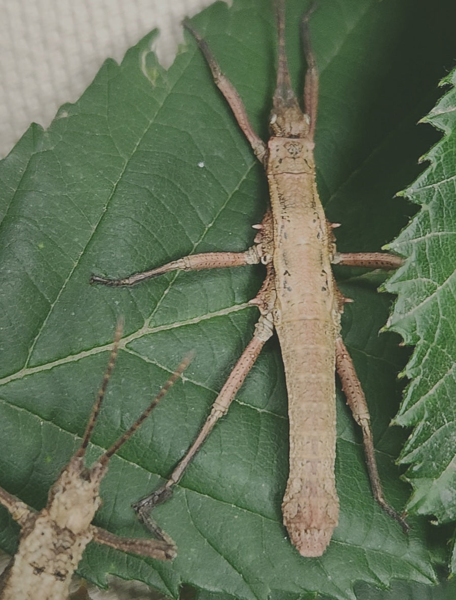 DARES PHILIPPINENSIS