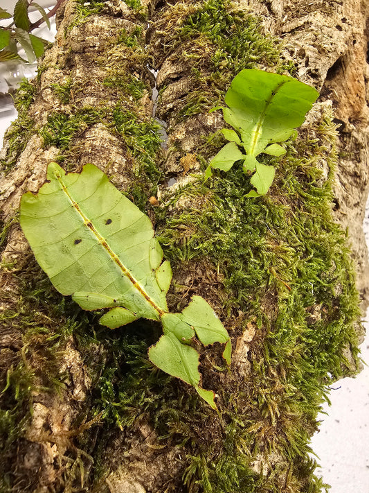 Cryptophyllium oyae chiang rai 