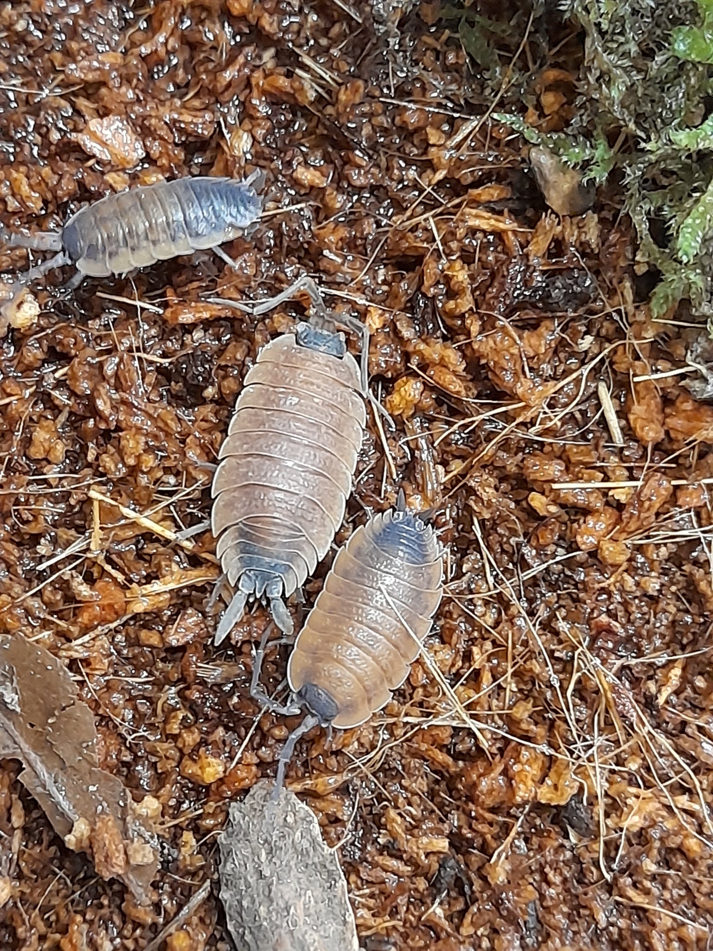 Porcellio silvestri Lots de 5