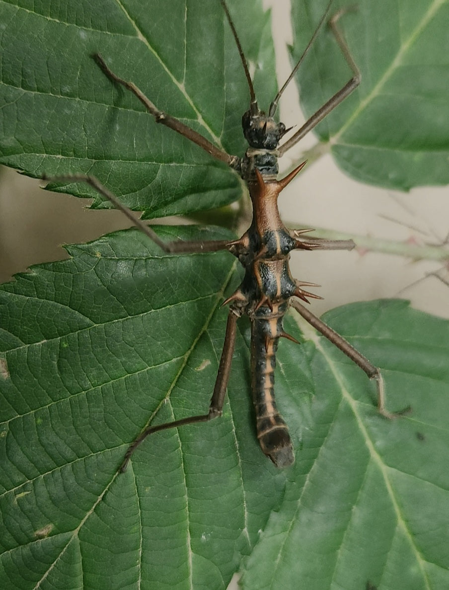 Epidares nolimetangere Lots de 4