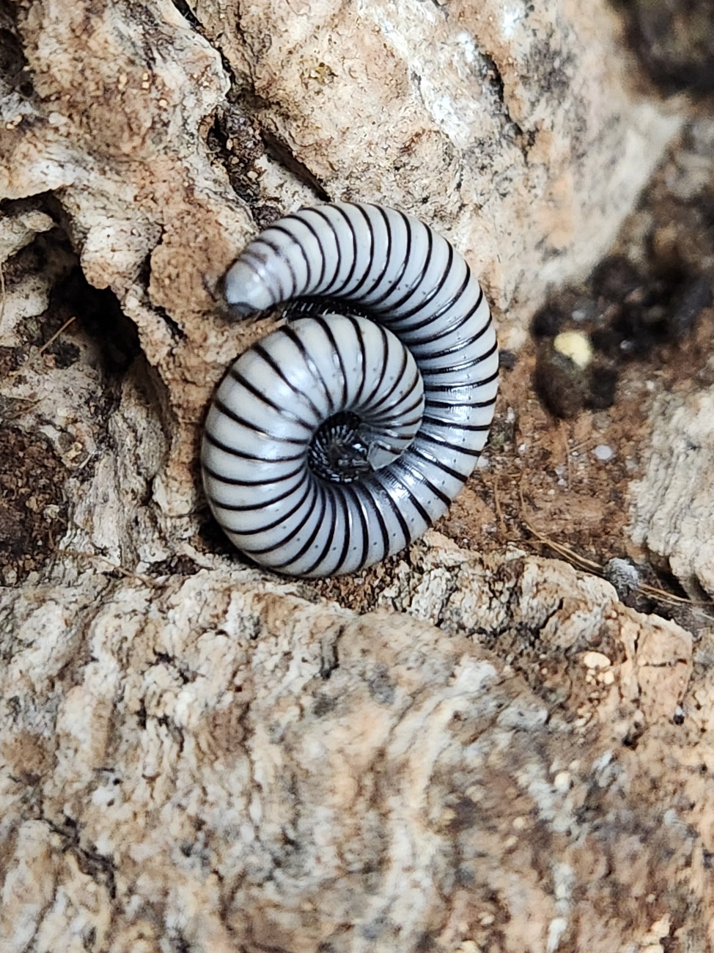 Ommatoiulus rutilans