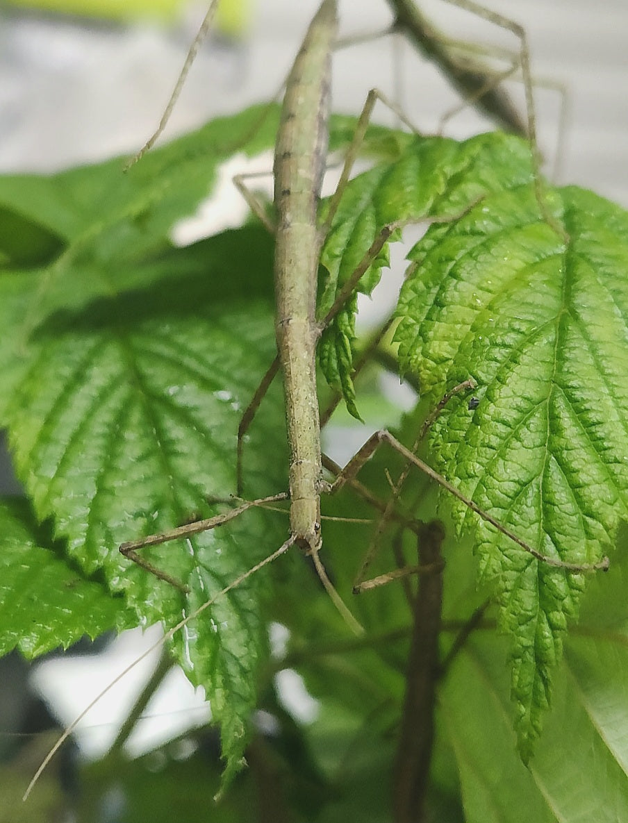 Libethra stigiventris lots de 4