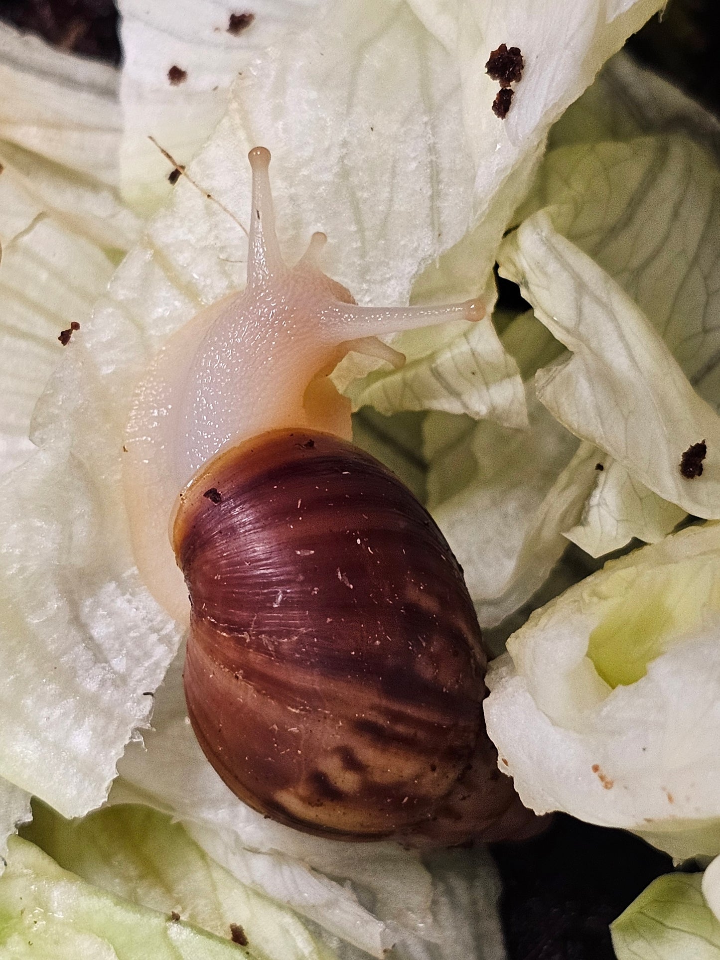 Lissachatina fulica white jade