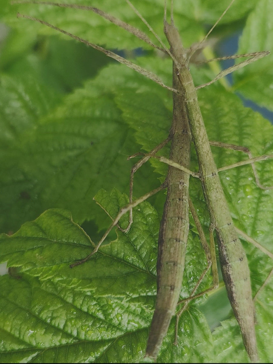 Libethra stigiventris lots de 4