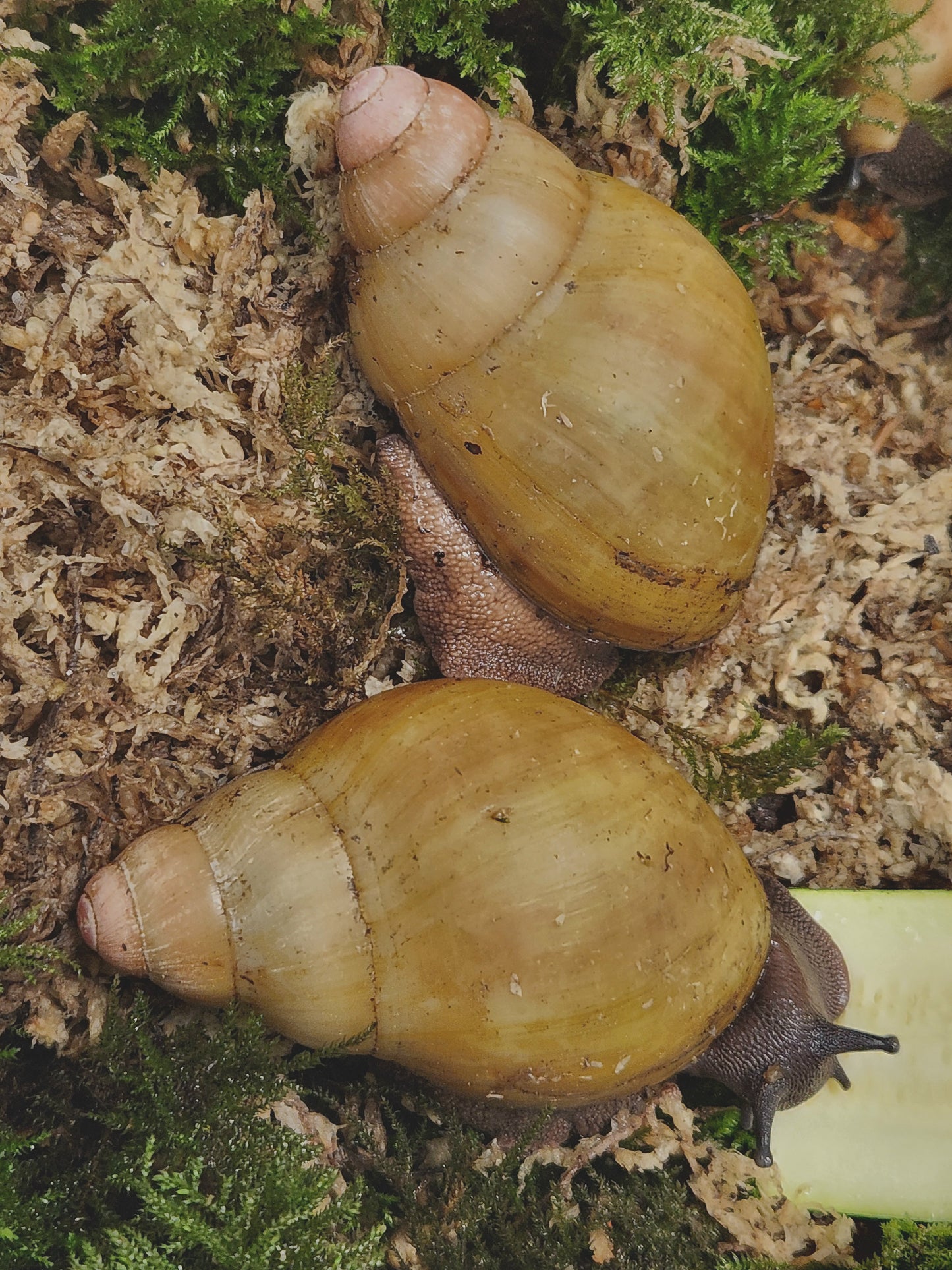 Archachatina marginata grevillei