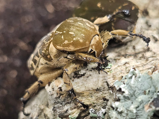 Protaetia culta culta Lots de 5
