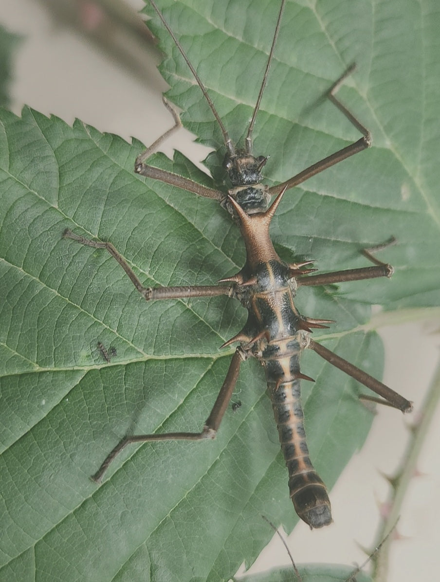 Epidares nolimetangere Lots de 4