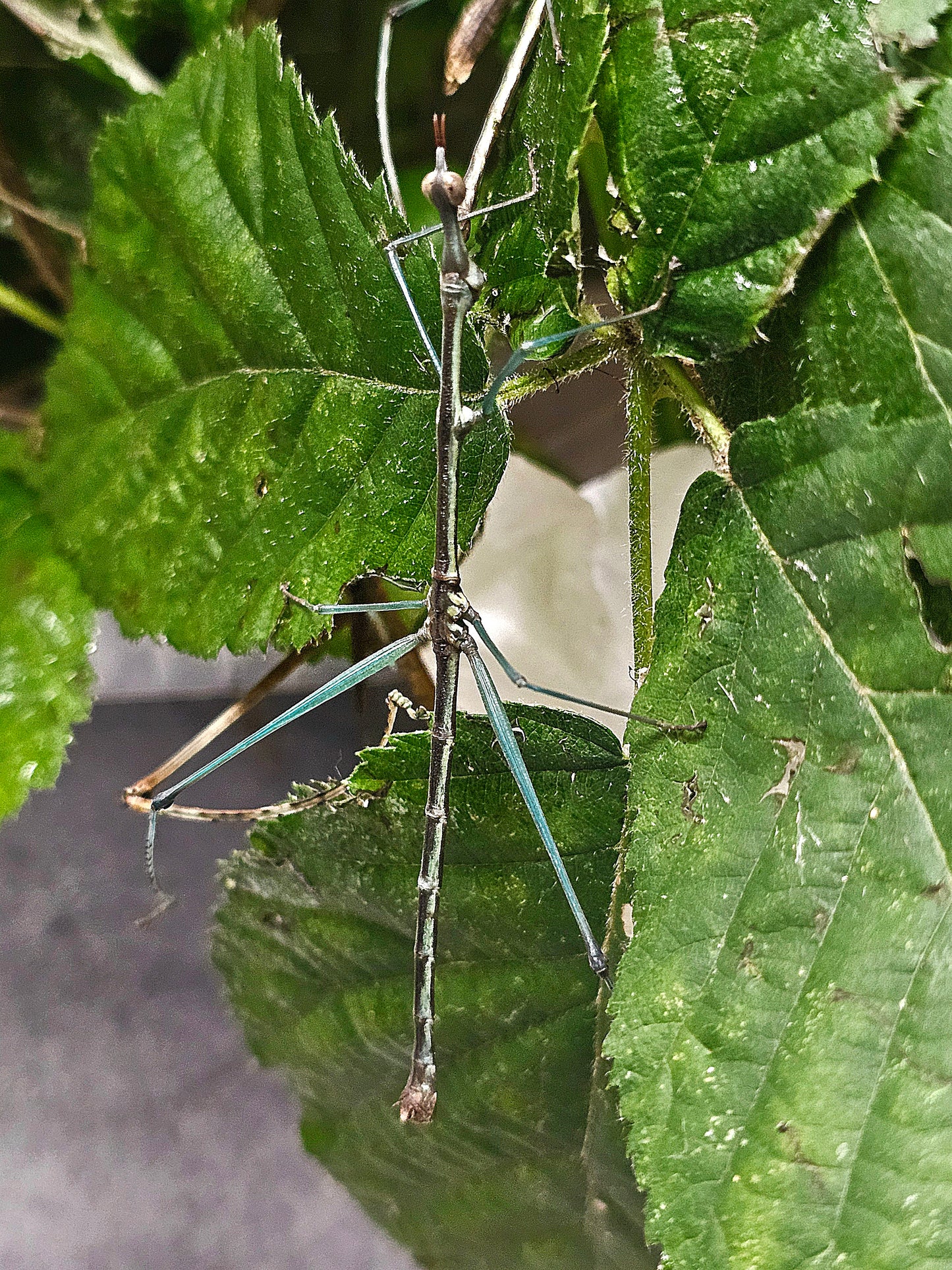 Pseudoproscopia scabra couple Sub