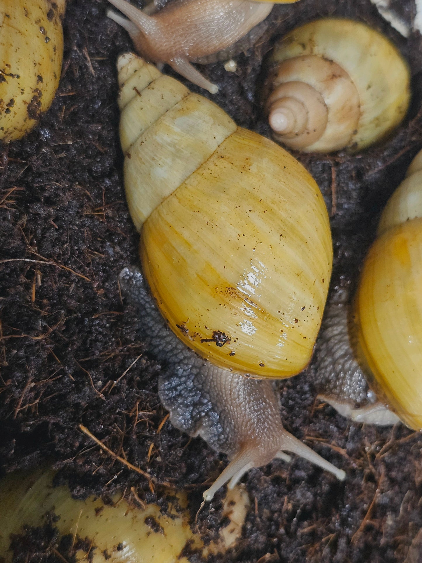 Lissachatina fulica rodatzi