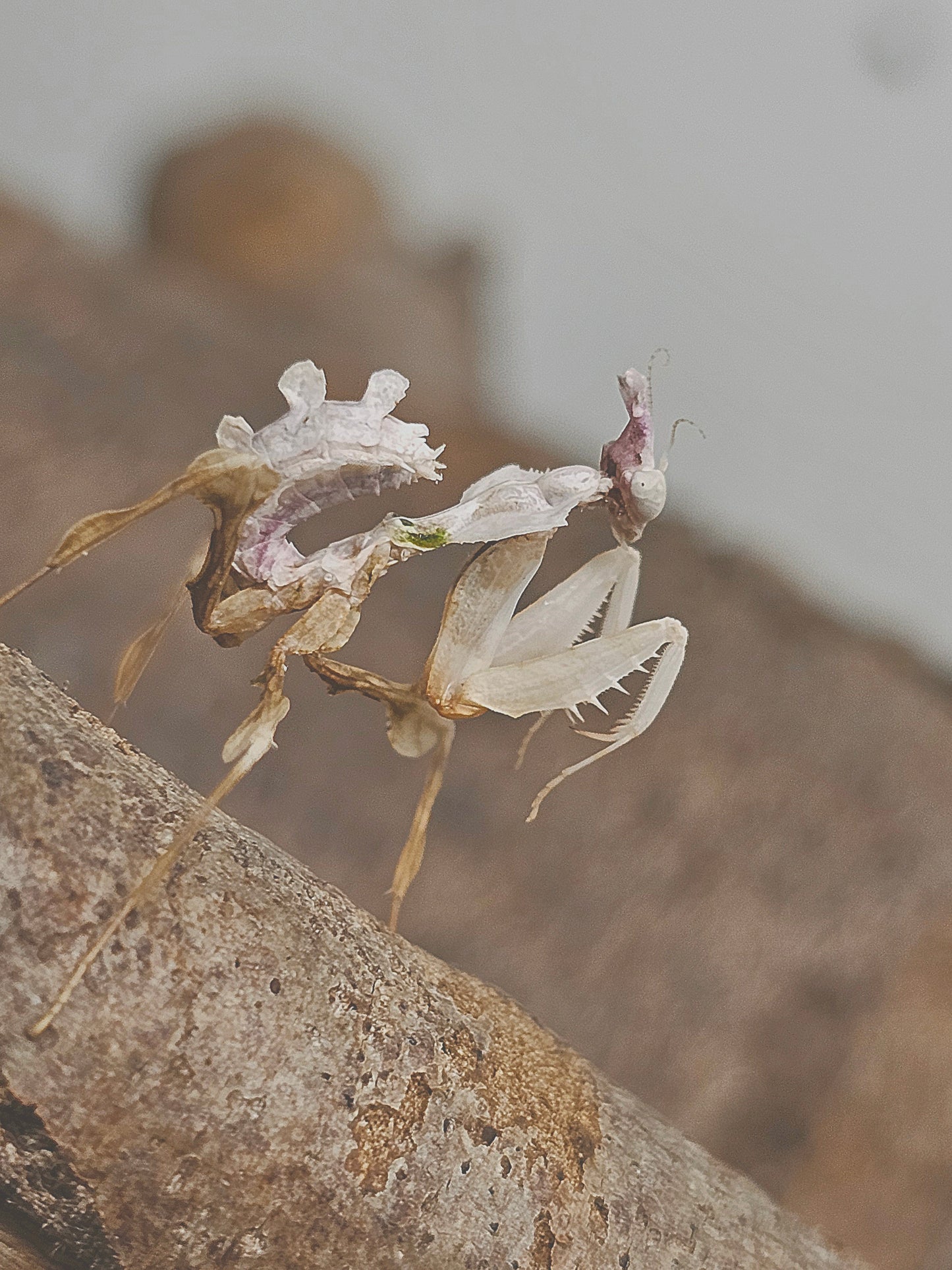 Idolomantis diabolica