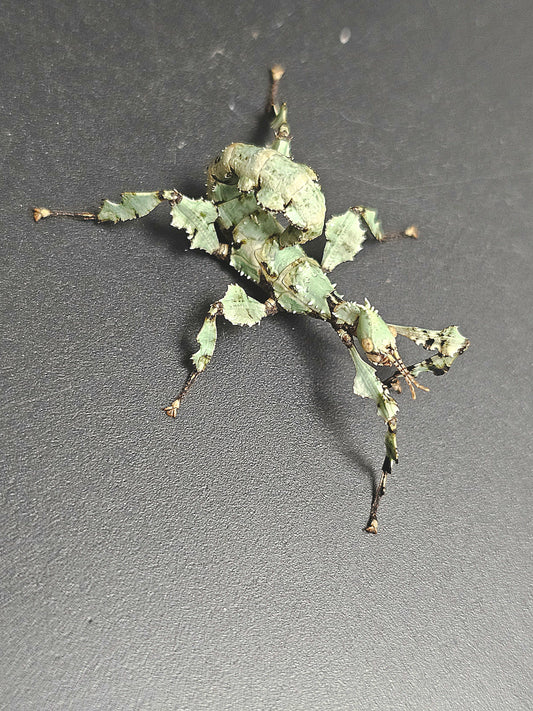 Extatosoma tiaratum Lichen